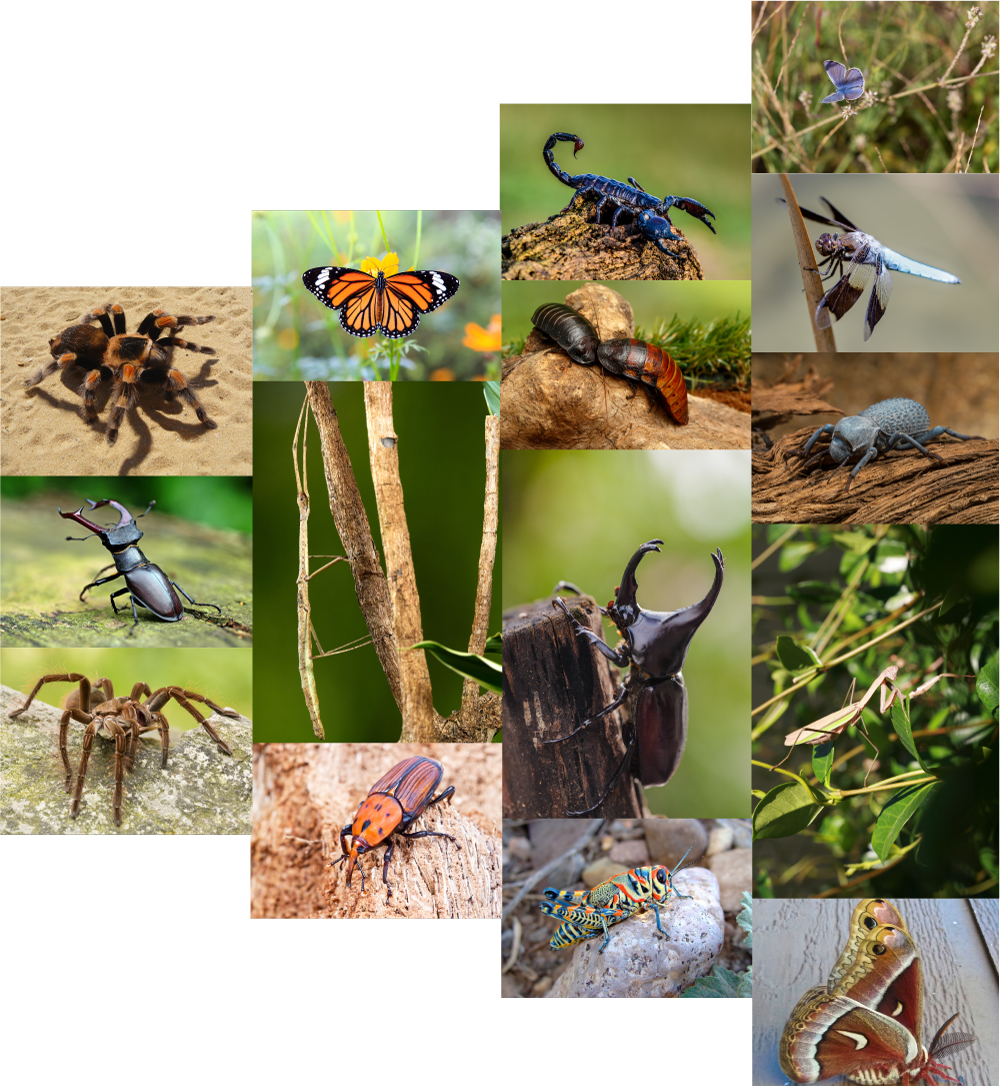 a collage of images of bugs