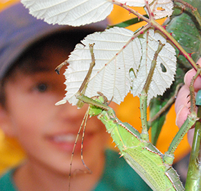 A child is looking at an insect on a leaf