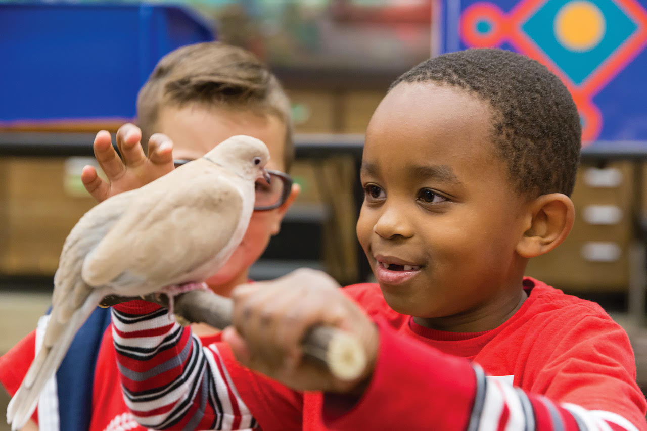 Close up dove and boy in ADZ Animal Discovery Zone
