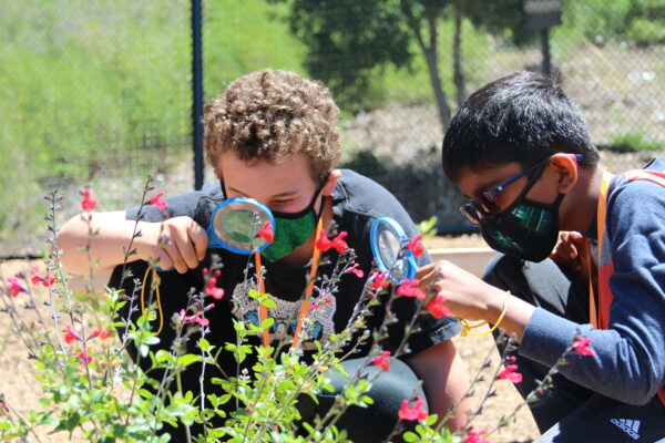 two children examine wildlflowers with hand lenses