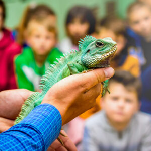 A lizard is shown to a group of children, held up by a pair of hands