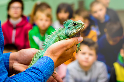 A lizard is shown to a group of children, held up in a pair of hands