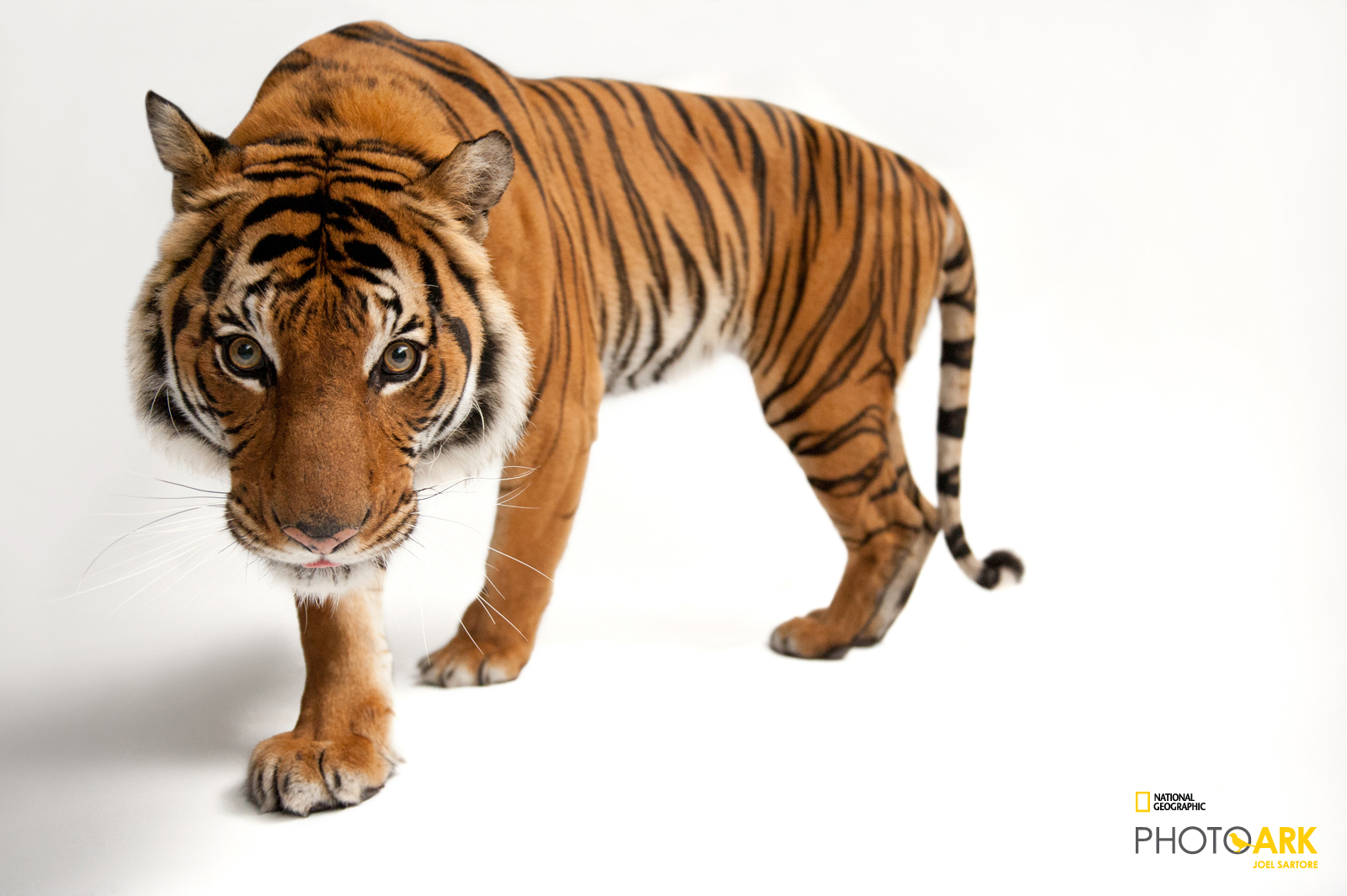 Portrait of Malayan tiger from Joel Sartore's Photo Ark project
