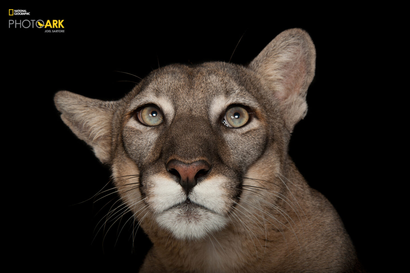 Portrait of Florida panther from Joel Sartore's Photo Ark project