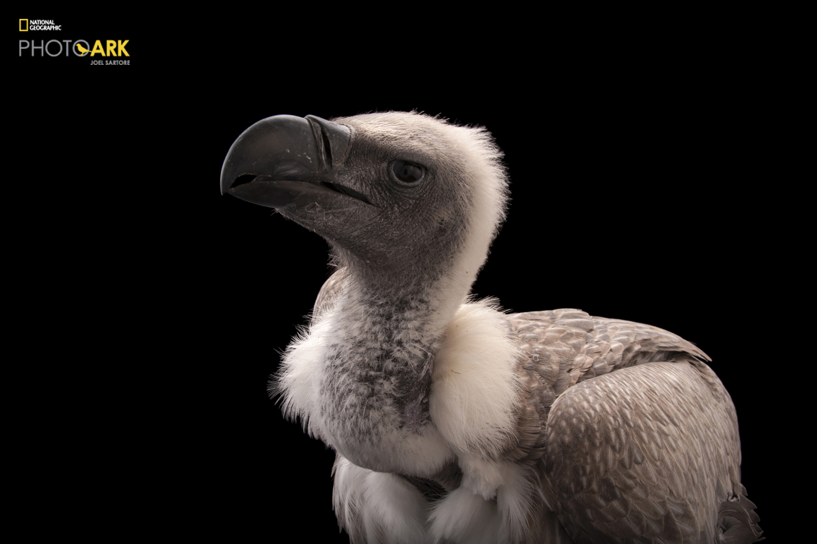 Portrait of African White Backed Vulture from Joel Sartore's Photo Ark project