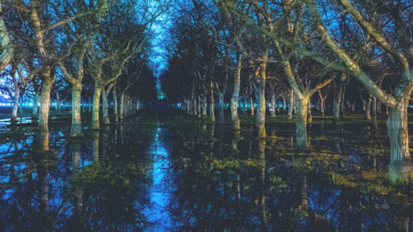 A forest that is flooded