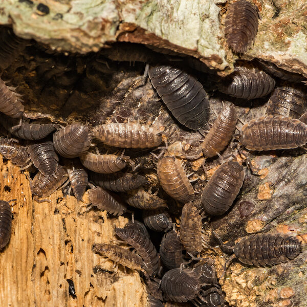 Sowbugs (Pill bugs) crawling over decaying wood)