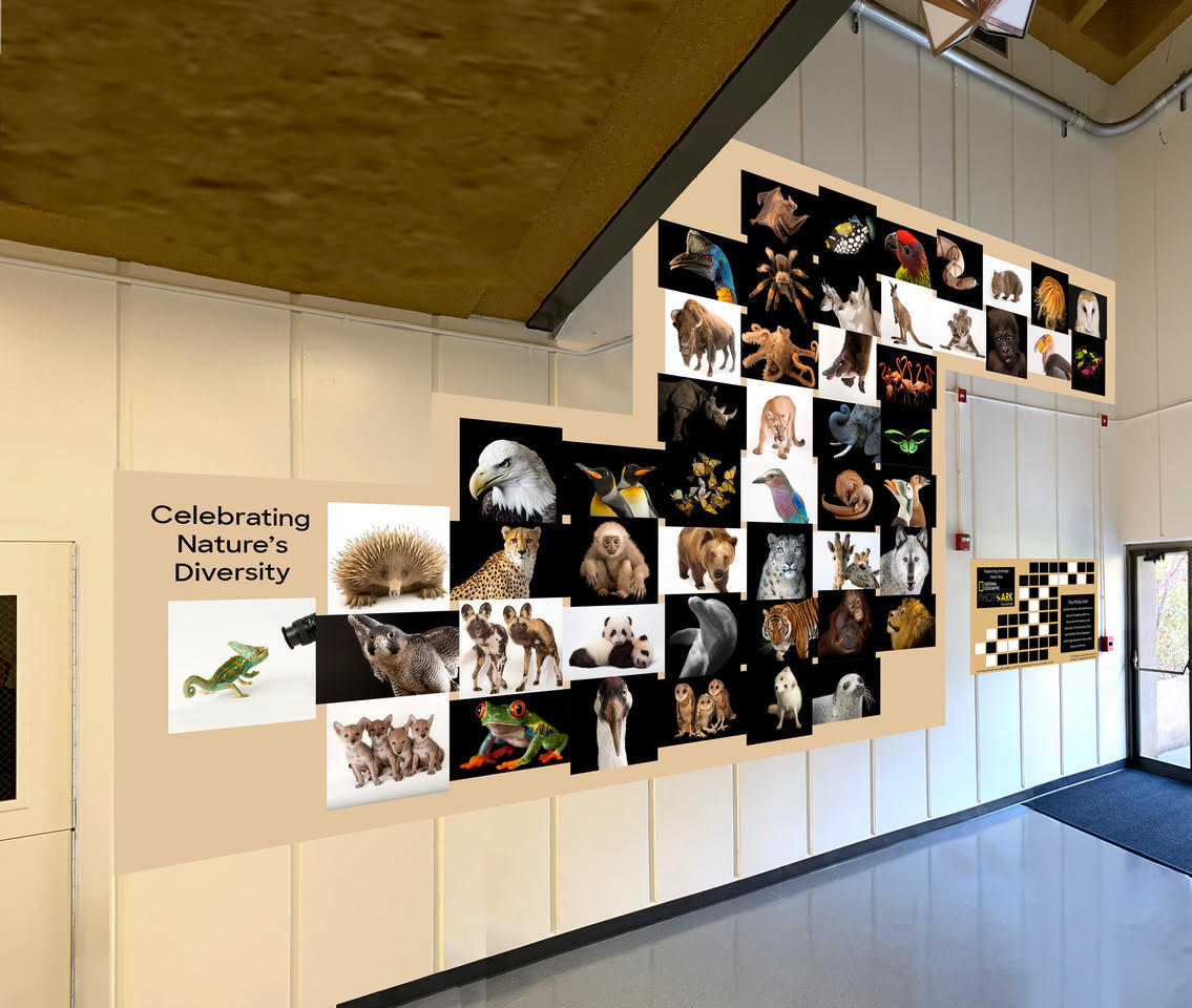 Mock up of "Celebrating Nature's Diversity," a photo installation designed by Dr. Paul Bartlett that showcases images from the National Geographic Photo Ark Wall