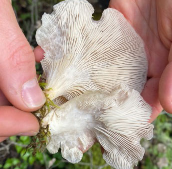A pair of hands holding fungi