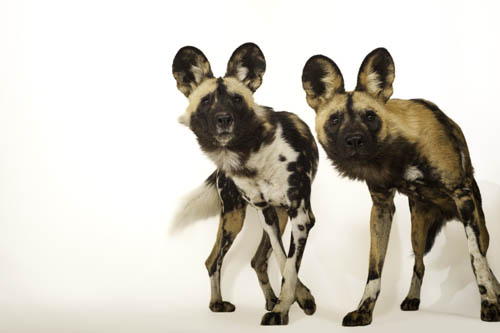 Endangered African wild dogs (Lycaon pictus) at the Omaha Henry Doorly Zoo.
