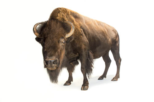 A female American bison (Bison bison) named Mary Ann at the Oklahoma City Zoo.