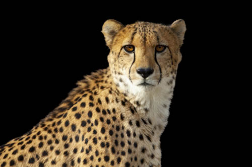A federally endangered cheetah (Acinonyx jubatus) at the Denver Zoo. This species is listed as vulnerable by IUCN.
