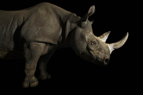 A critically endangered female eastern black rhino (Diceros bicornis michaeli) named Imara at the Great Plains Zoo.