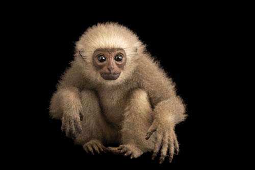 Juvenile Silvery Gibbon