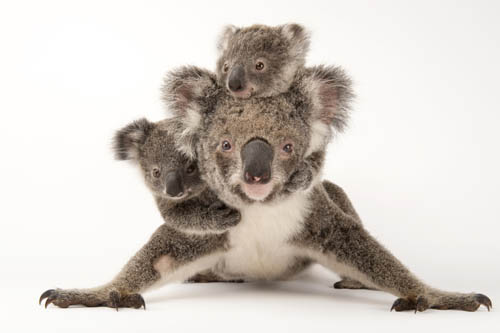 Koala Mother and Young