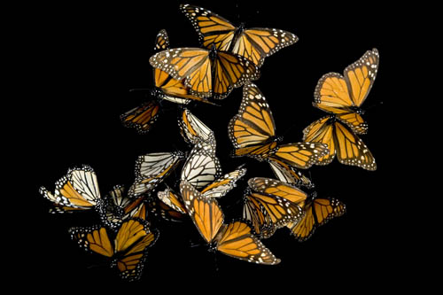 Monarch butterflies (Danaus plexippus) from the Sierra Chincua mountain range, Mexico.