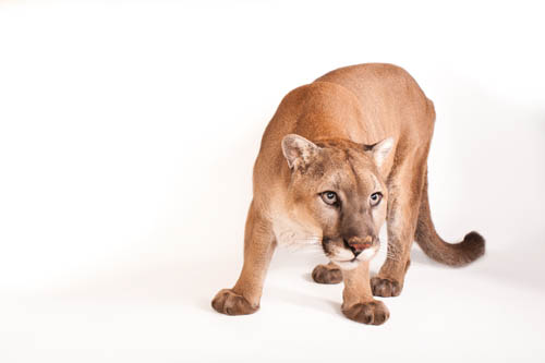 A North American mountain lion (Puma concolor couguar), at the Rolling Hills Wildlife Adventure.