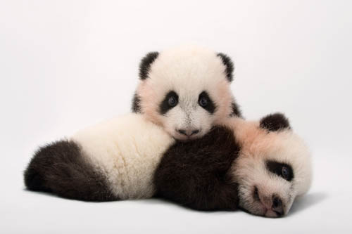 Mei Lun and Mei Huan, the twin giant panda cubs (Ailuropoda melanoleuca) at Zoo Atlanta.