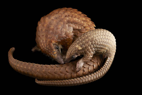 White Pangolin Female and Baby