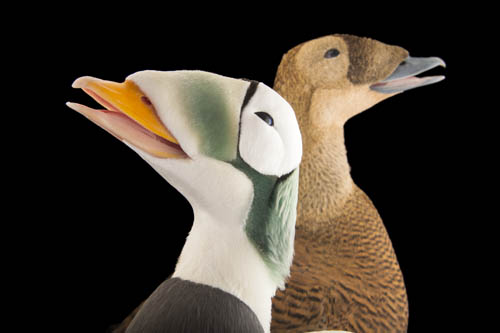 Federally threatened spectacled eiders (Somateria fischeri) at the Alaska SeaLife Center. The male is white with green in the head; the female is brown. This bird has been in decline since the 1980's, attributed most likely to climate change and lead shot in their environment.