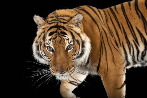 An endangered Malayan tiger (Panthera tigris jacksoni) at Omaha’s Henry Doorly Zoo and Aquarium.