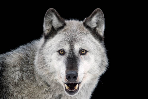 A gray wolf (Canis lupus) at the Alaska Zoo.