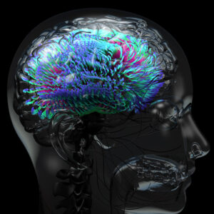 Model of human head and brain area is highlighted