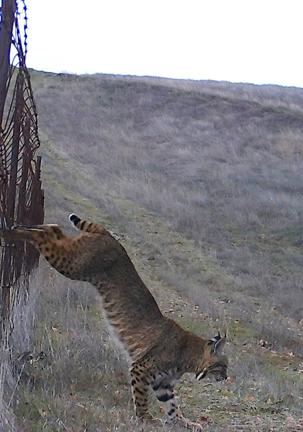 Bobcat jumping downward near a fence