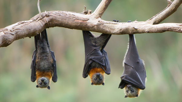 Three bats are hanging upside down from a tree limb