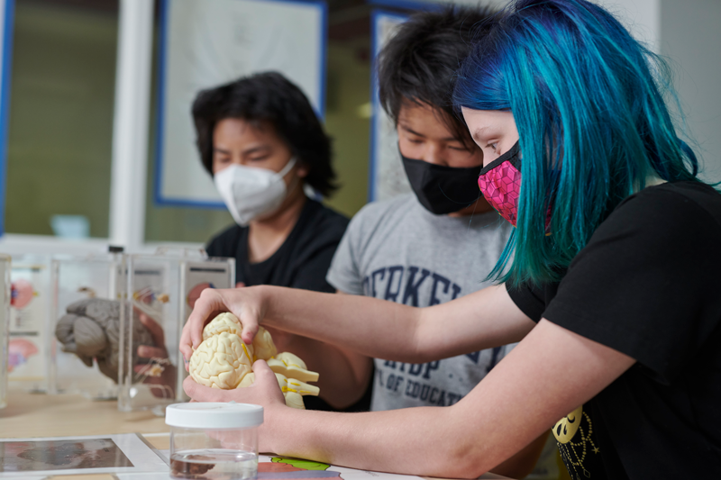 Camp students are examining model brains.