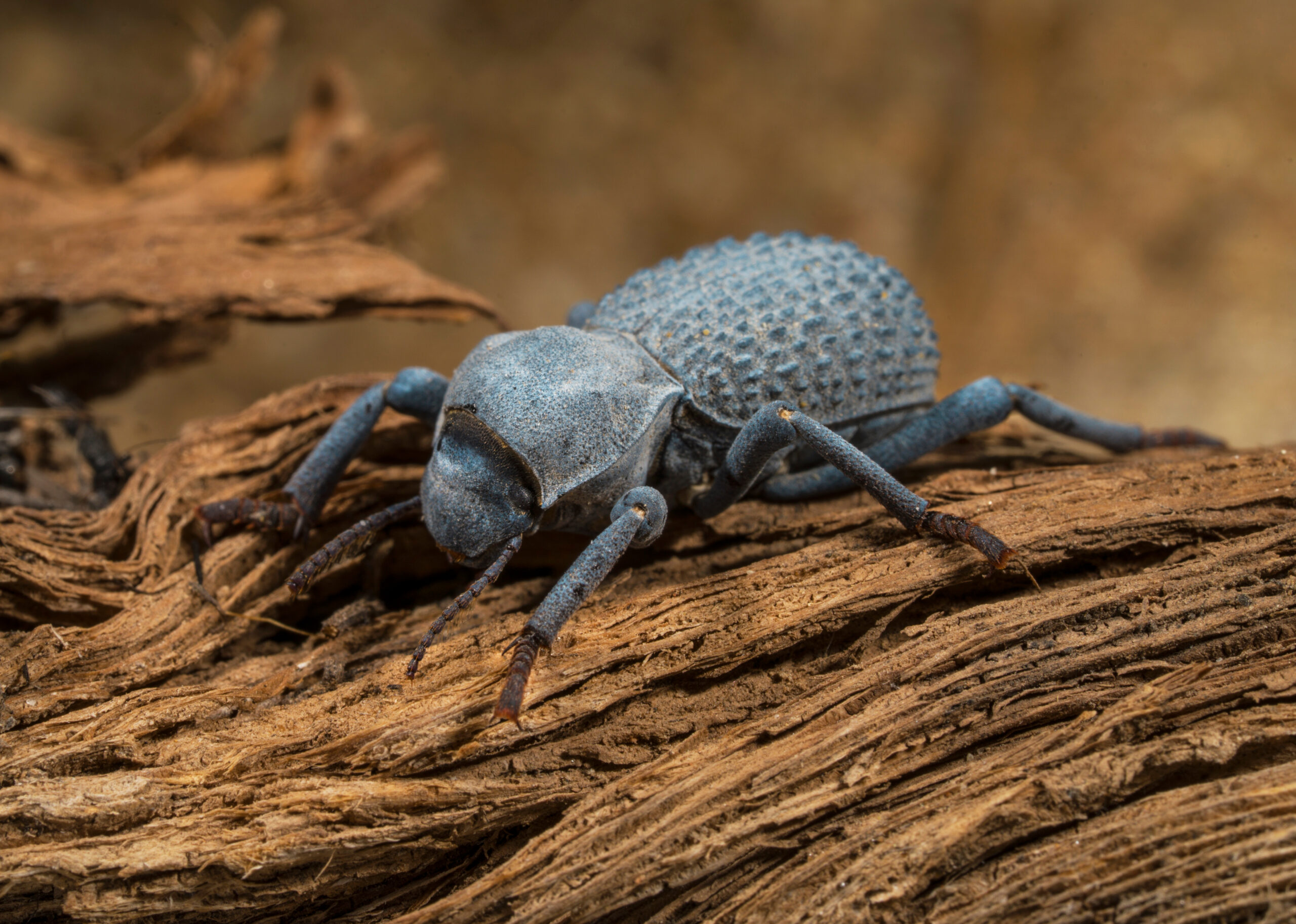 This macro image shows a detailed view of an Asbolus beetle, a type of darkling beetle. The beetle is about 1 inch in length and has a dark blue or black exoskeleton with rough, warty bumps on its elytra (hardened forewings).
