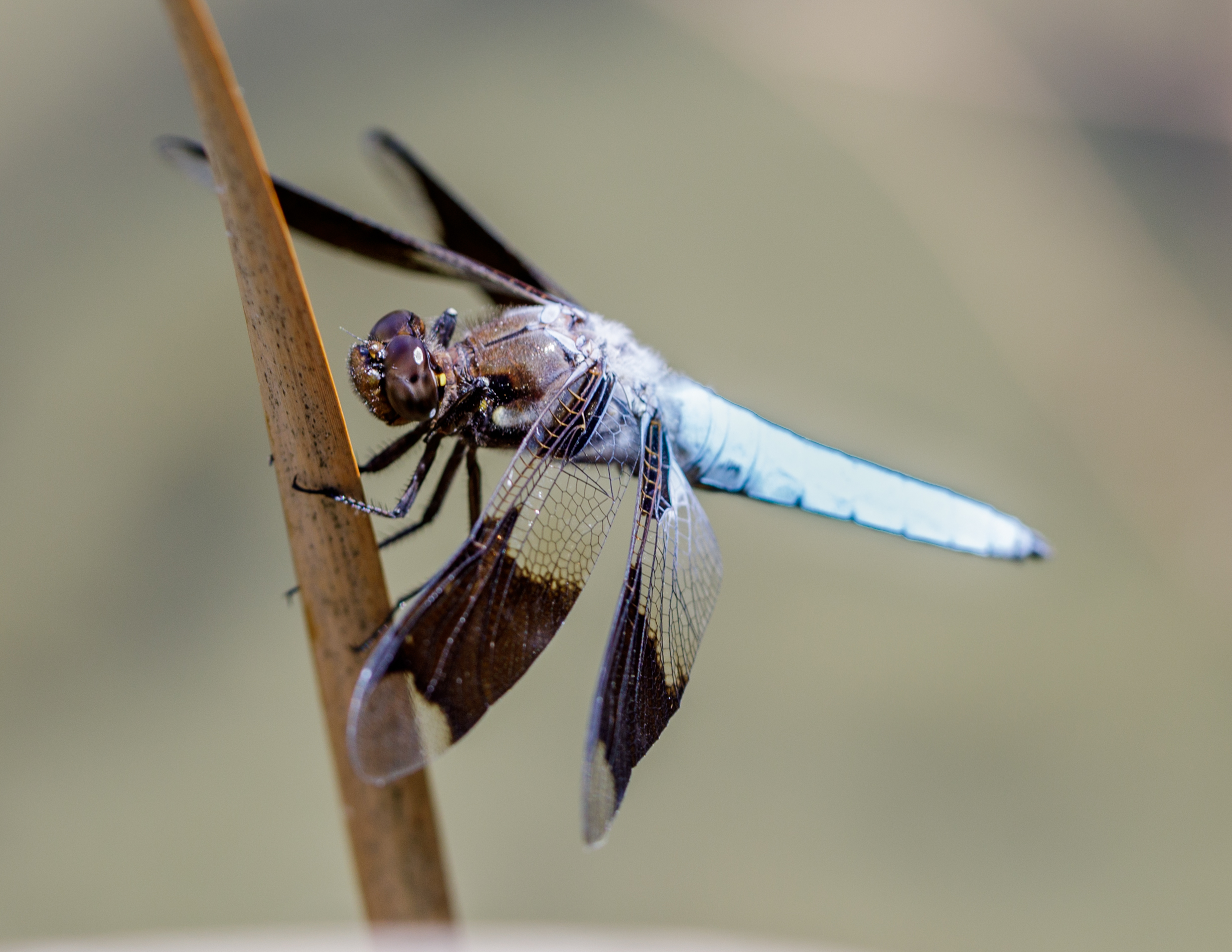 An adult male Widow Skimmer Dragonfly perched on a water grass stem. The dragonfly has a long, slender body with a dark brown and white pattern, and its large, clear wings are visible in the image.