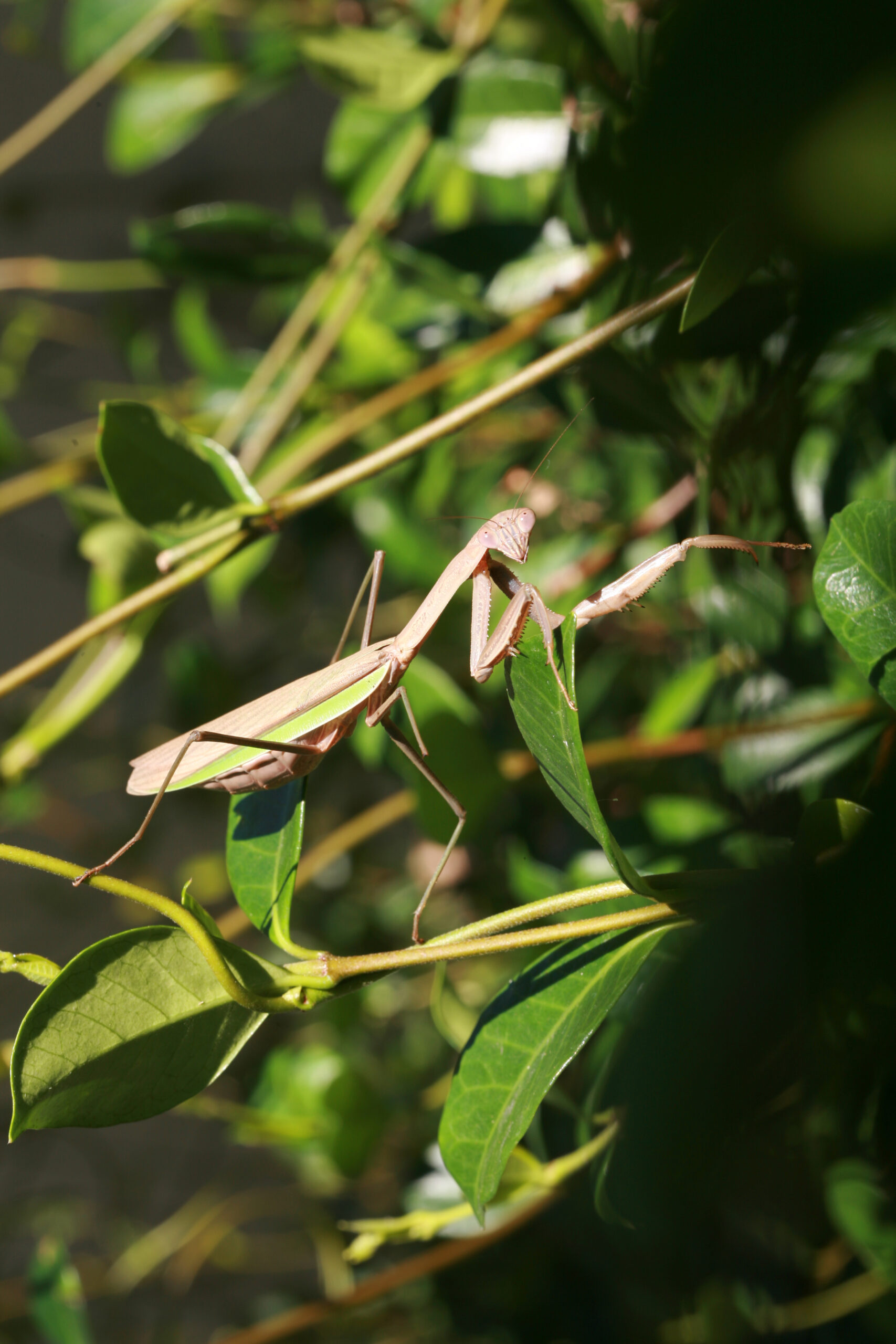 Close-up of a female Chinese Preying Mantis, also known as California Preying Mantis, sitting on a twig with its forelegs folded in front of its body.