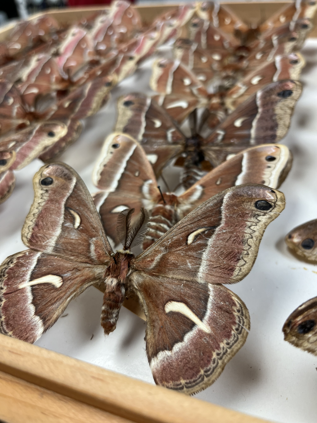 Ceanothus Moth Specimen
