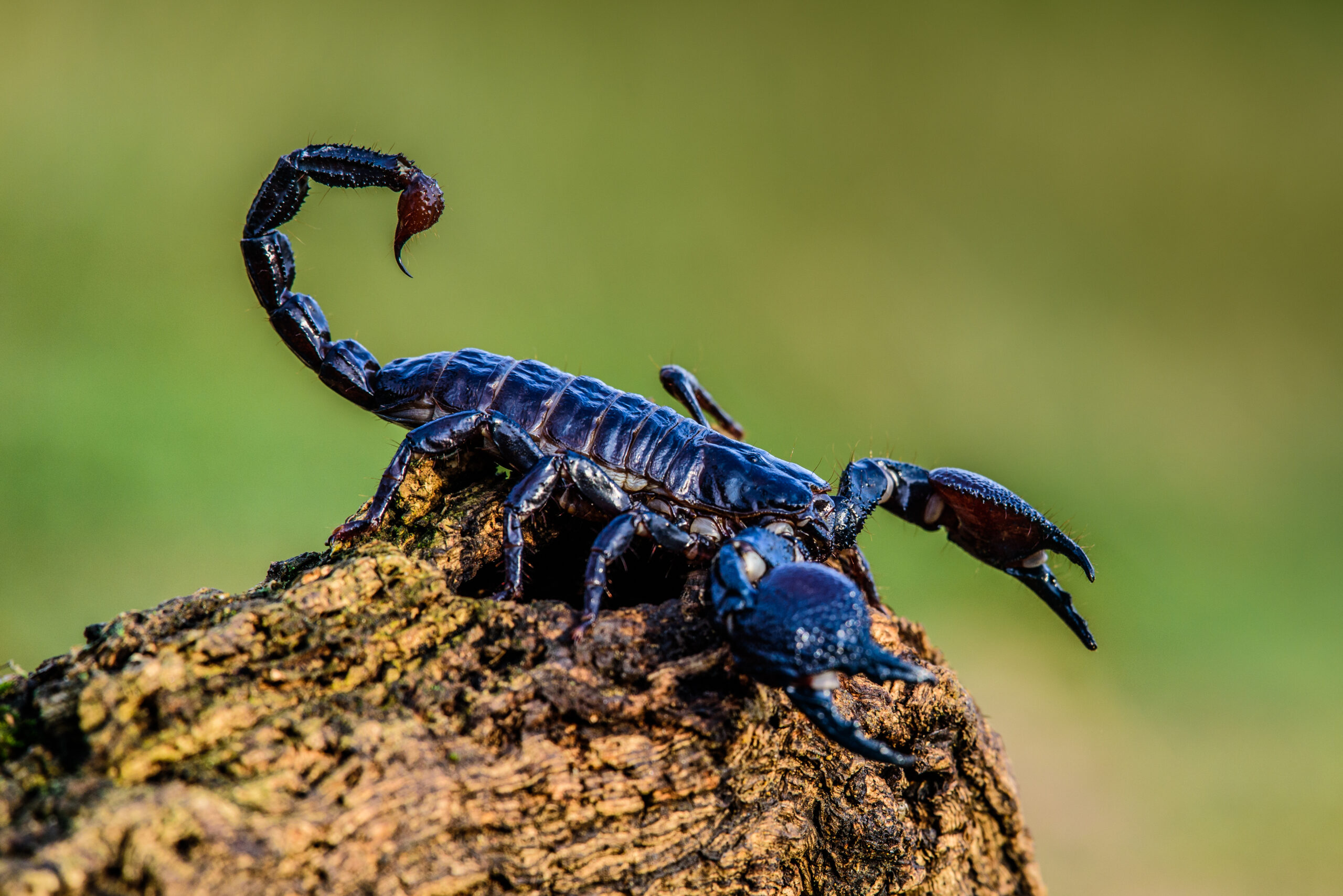 The Emperor Scorpion, a species of scorpion native to rainforests, photographed up close. The scorpion has a shiny black exoskeleton and large pincers, and its curved tail with a venomous stinger.