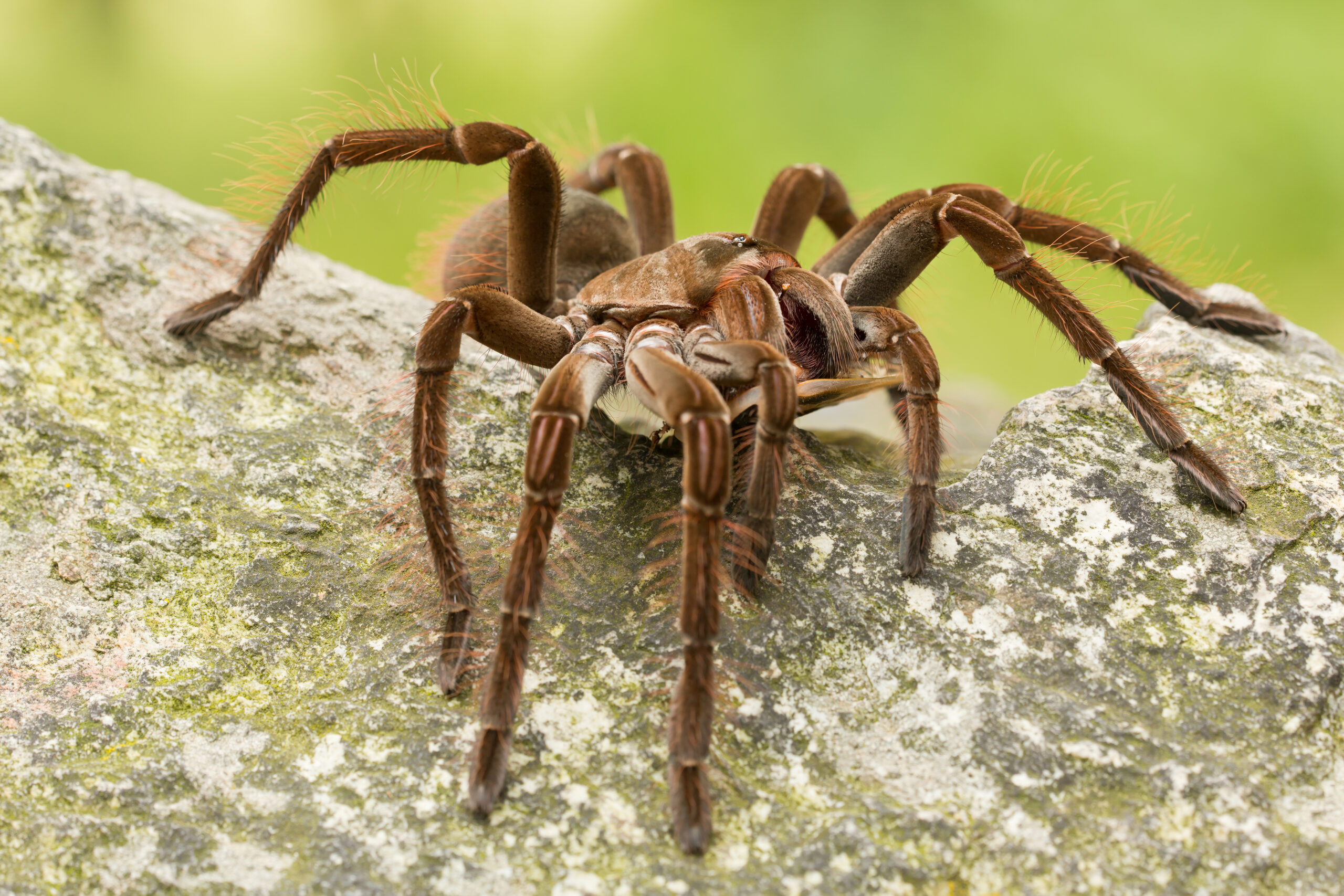 A Goliath Birdeater, scientifically known as Theraphosa blondi, belonging to the tarantula family Theraphosidae. The large spider has a dark brown body with light-colored markings, and its long, hairy legs and two sharp fangs are visible in the image.