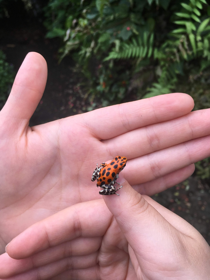 A small strawberry poison frog is sitting on a thumb of a hand