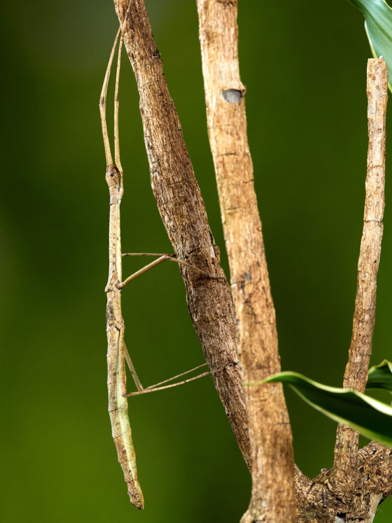 Walking Stick The Lawrence Hall of Science