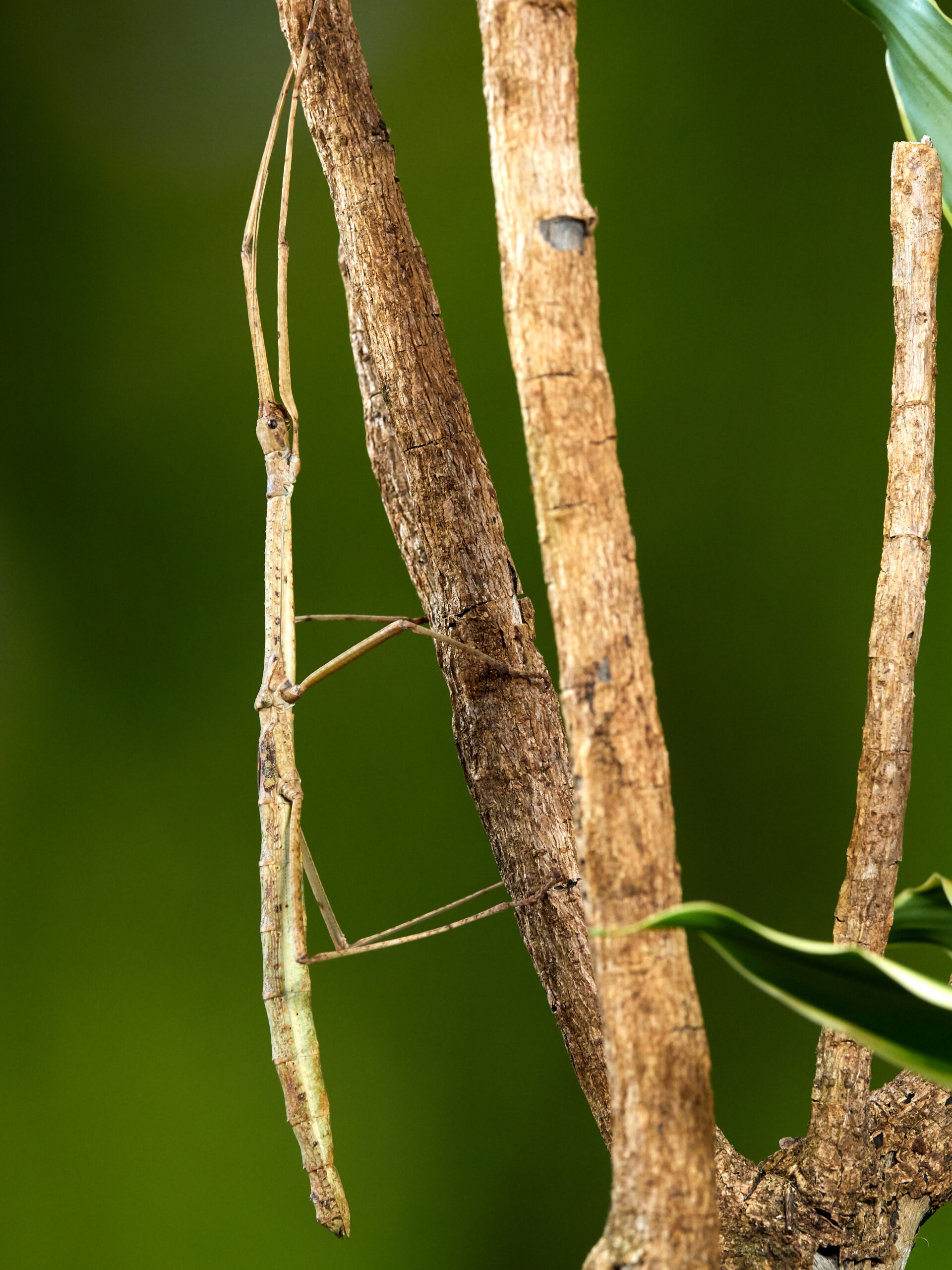 A macro shot of a Stick Insect, scientifically known as Carausius morosus, photographed up close. The insect has a brown, stick-like body with thin legs and antennae, and its camouflage adaptation to mimic a twig is visible in the image.