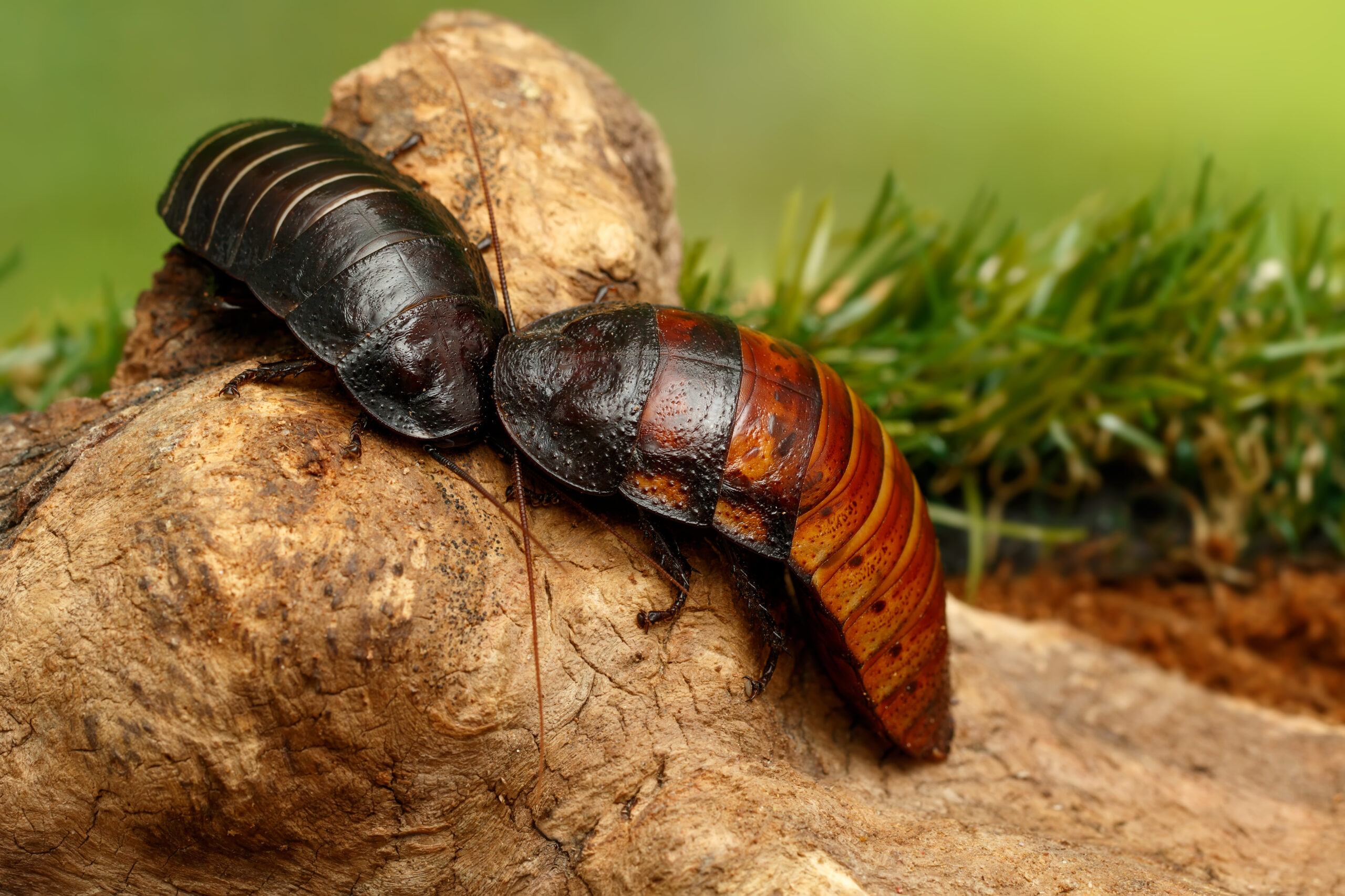 A close-up photo of two big Madagascar Hissing Cockroaches, scientifically known as Gromphadorhina portentosa. The cockroaches have dark brown exoskeletons with ridges and bumps, and their long antennae and distinctive horns on their thorax are visible in the image.
