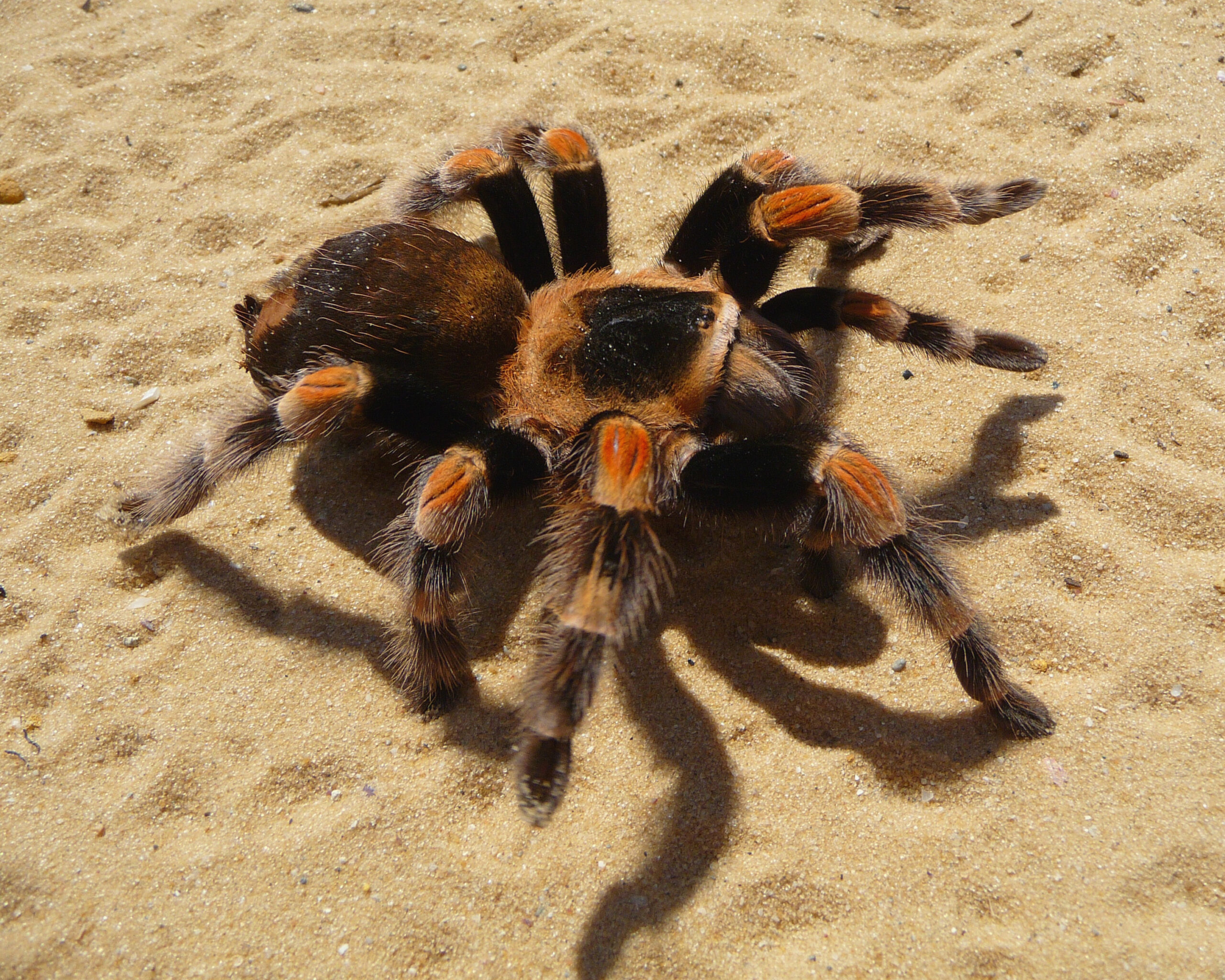 A Mexican Red Knee Tarantula, scientifically known as Brachypelma smithi, running on yellow sand. The tarantula has a dark brown body with reddish-orange joints on its legs and its long black hairy legs are visible as it moves.