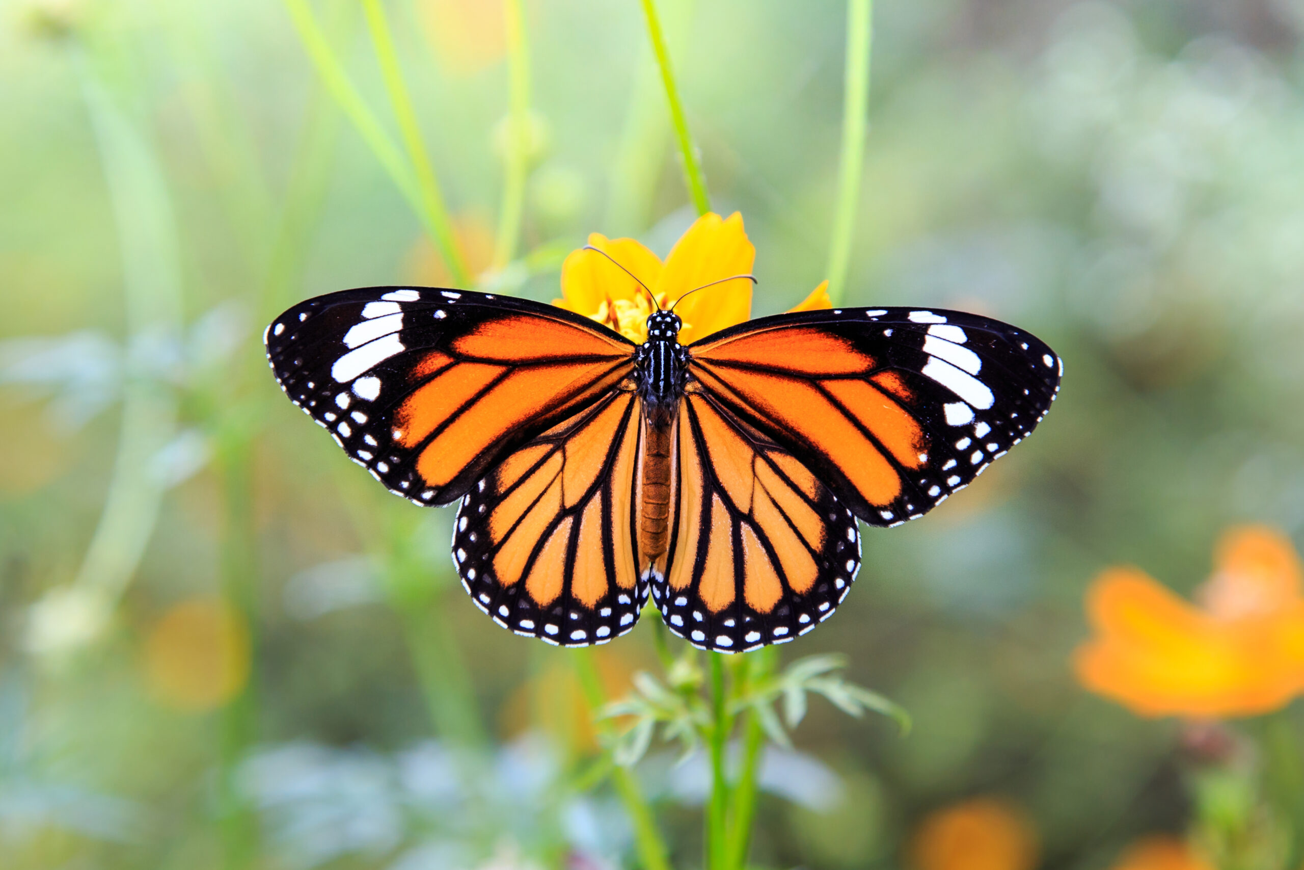 An orange butterfly with black markings perched on a cluster of orange cosmos flowers. The butterfly has its wings spread out, revealing intricate patterns of black veins and spots. The background shows other flowers and green foliage.