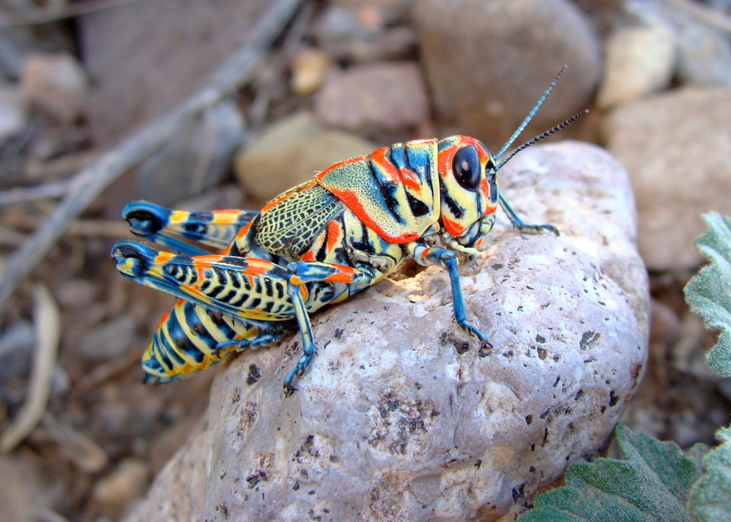 A vibrant and colorful Rainbow Grasshopper, also known as Dactylotum, captured in a photo showcasing its bright hues of red, yellow, green, and blue. The grasshopper is shown perched on a rock with its long hind legs and antennae clearly visible.