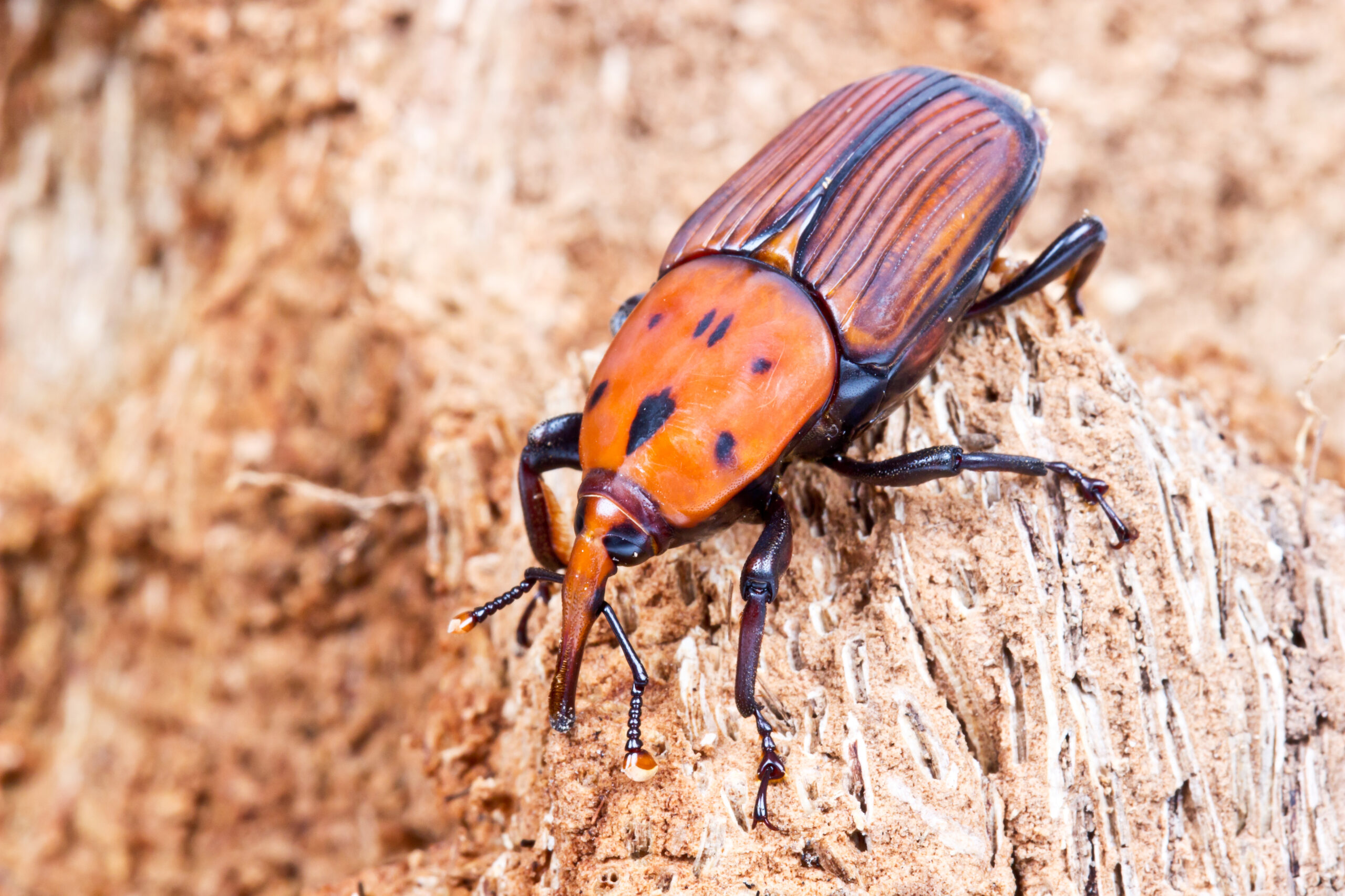 A close-up photo of a Red Palm Weevil, a type of beetle known for its elongated snout and red-brown exoskeleton. The weevil is shown resting on a tree trunk with its wings folded, and its segmented body and long antennae are visible.