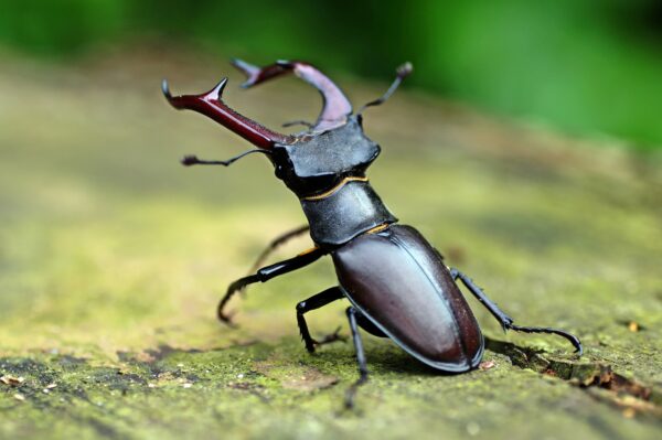 Stag Beetle The Lawrence Hall Of Science stag-beetle-the-lawrence-hall-of-science