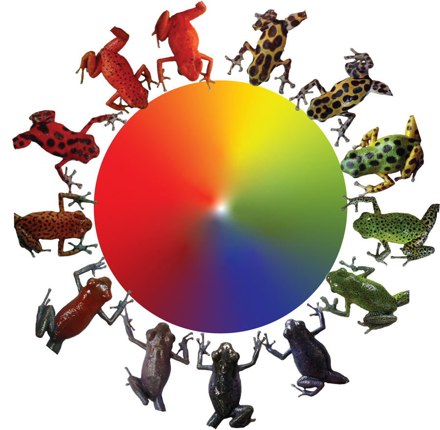 A diagram of Rainbow Frogs