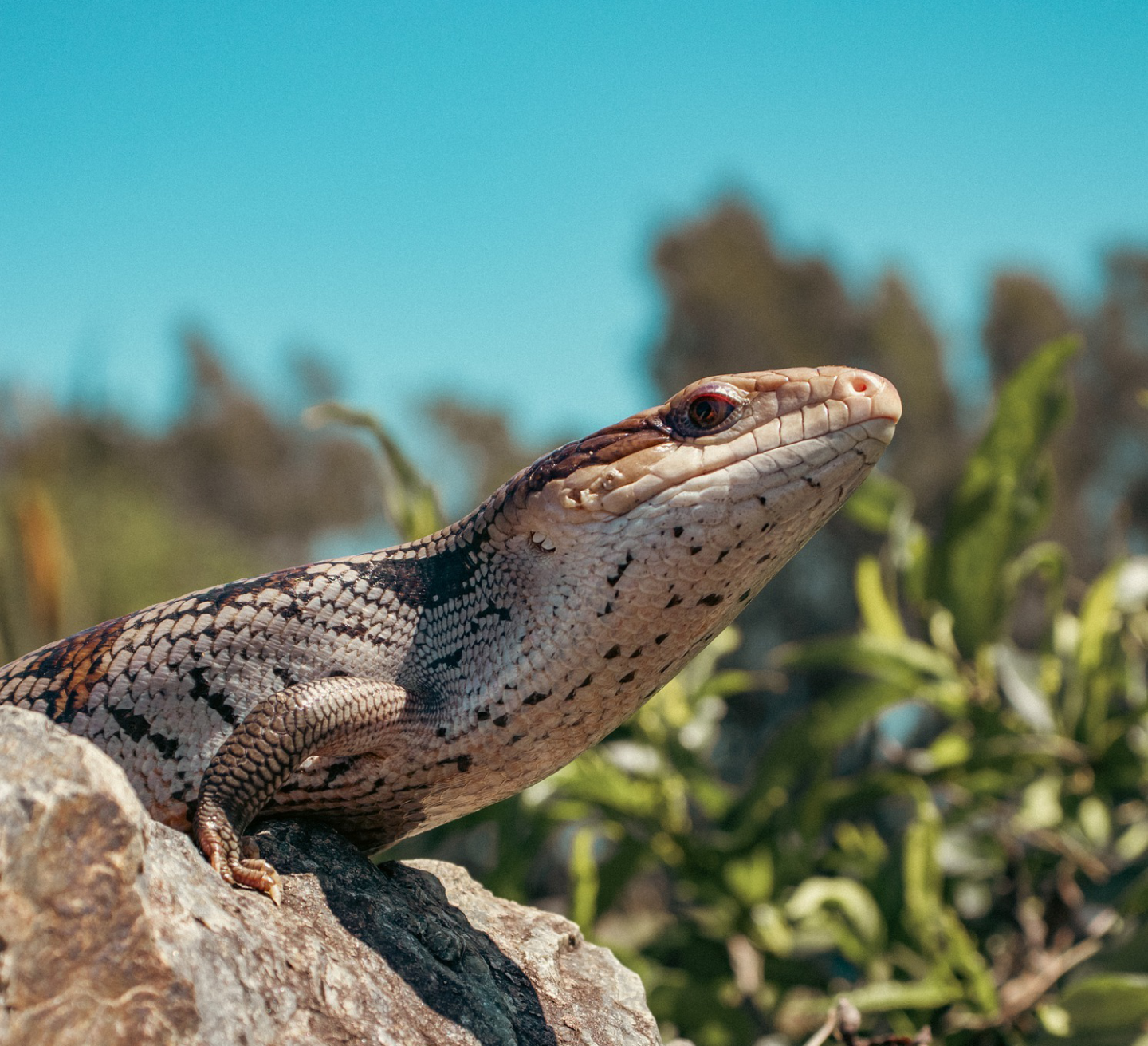 A Blue-tongued Skink