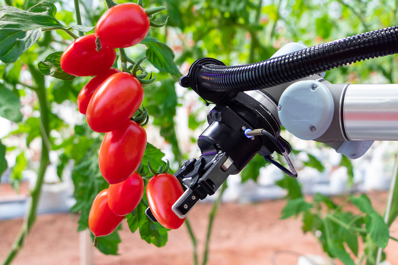 A robotic arm harvests a tomato from a vine in a greenhouse