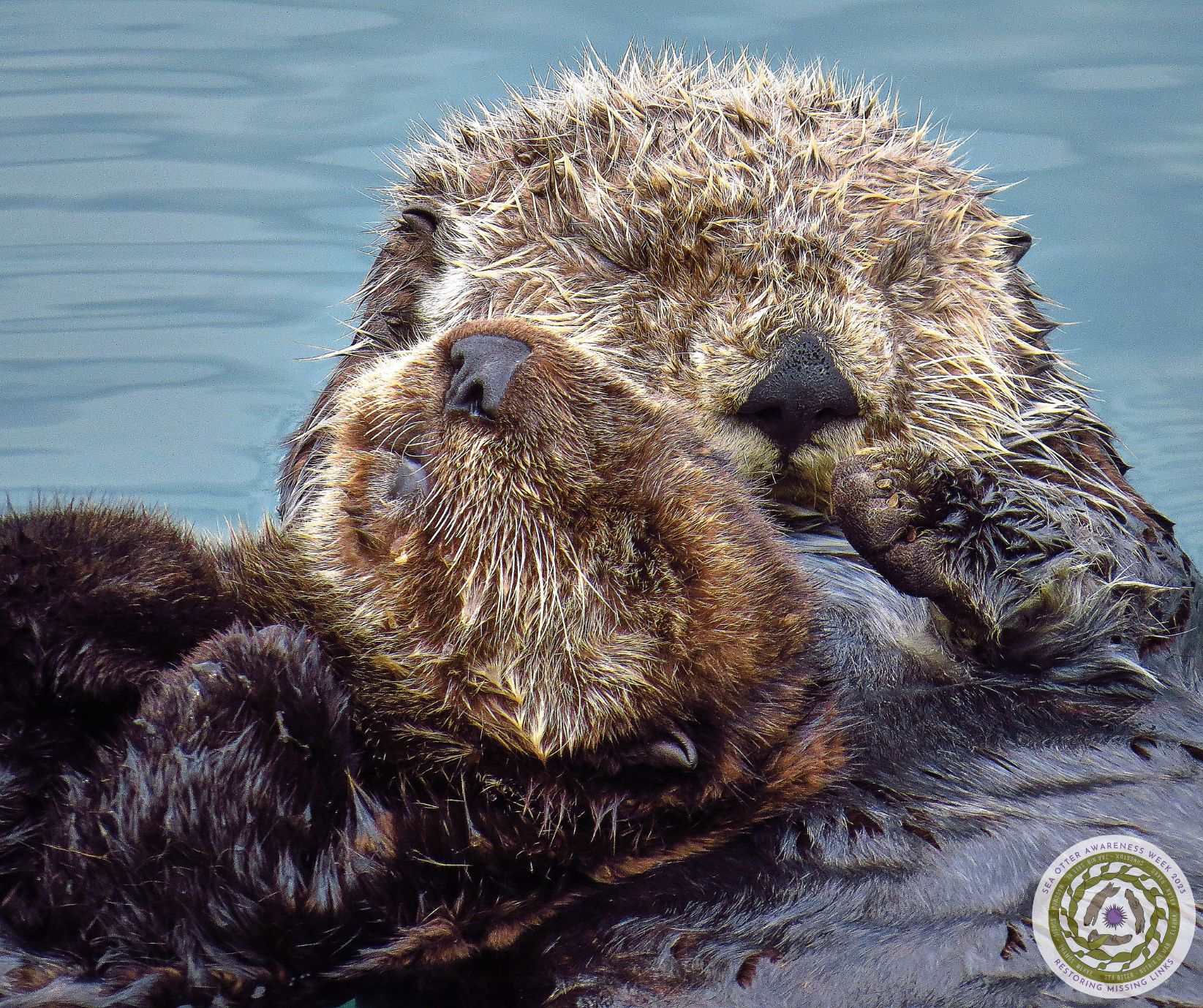 Sea otter pup and parent