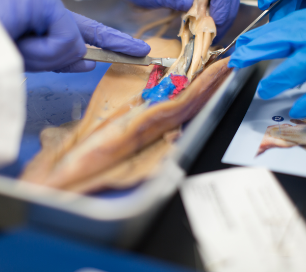 Close up of gloved hands dissecting squid